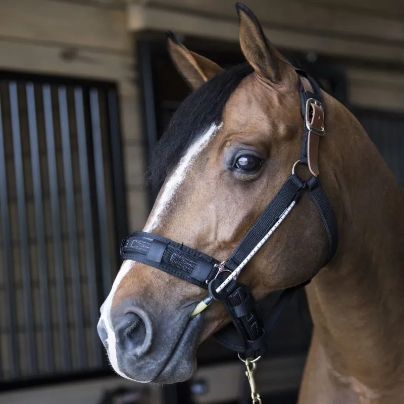 Anti stress cheval pour licol - Busy Buddy Thinline - Equestra